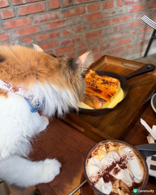 走進土瓜灣寵物友善Cafe☕️🐾🐱🐶