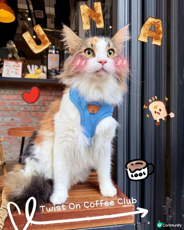 走進土瓜灣寵物友善Cafe☕️🐾🐱🐶