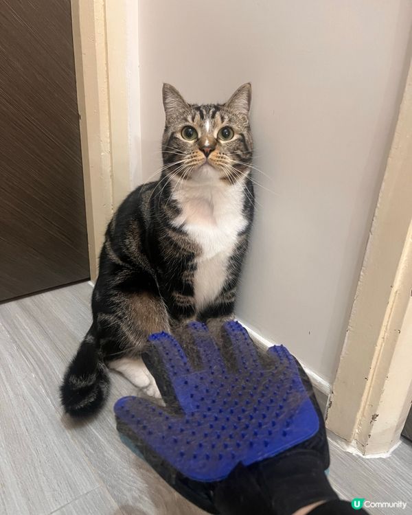 矽膠手套梳毛神器！🐱👍