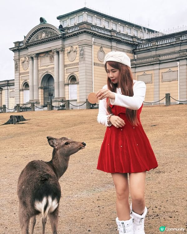 奈良小鹿攻略🦌必睇！
