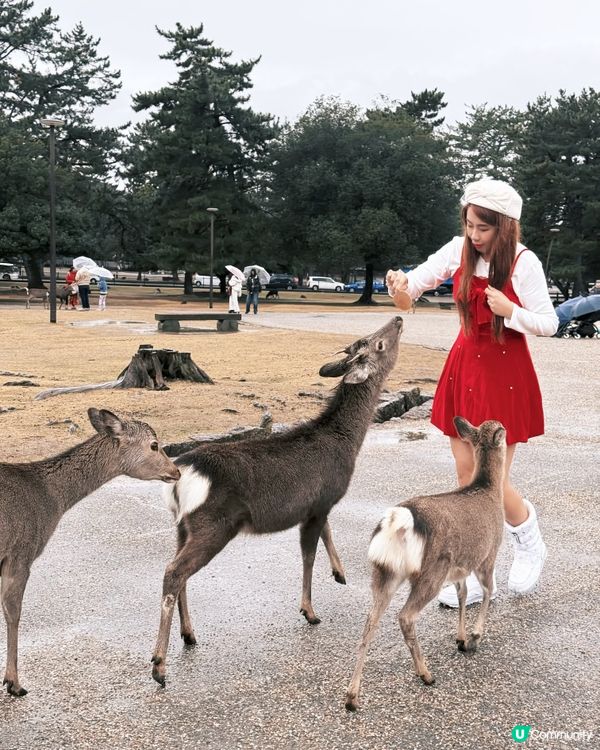 奈良小鹿攻略🦌必睇！