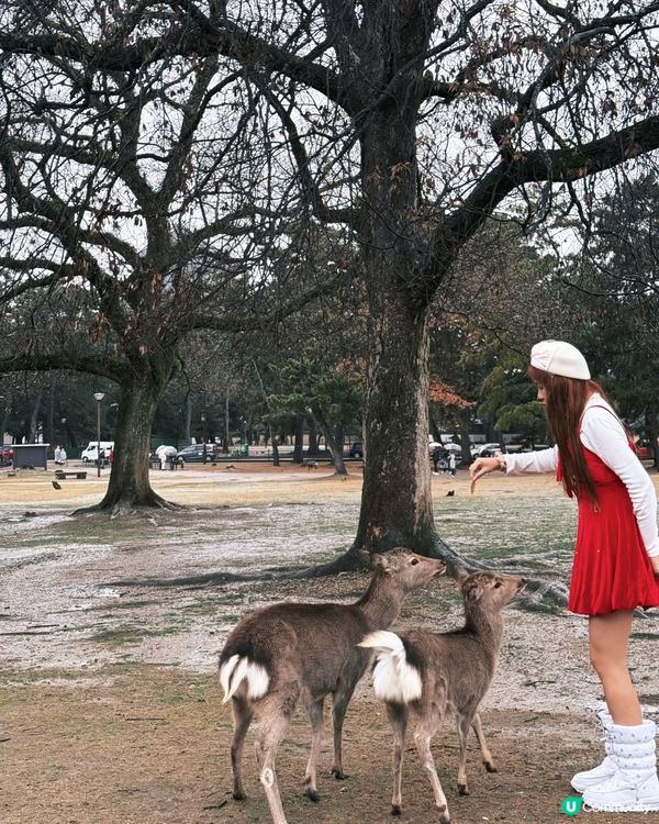 奈良小鹿攻略🦌必睇！