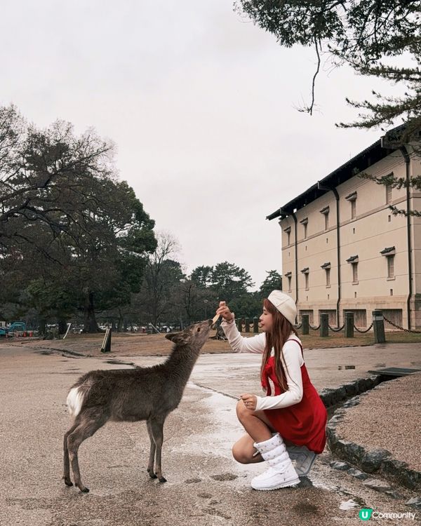 奈良小鹿攻略🦌必睇！