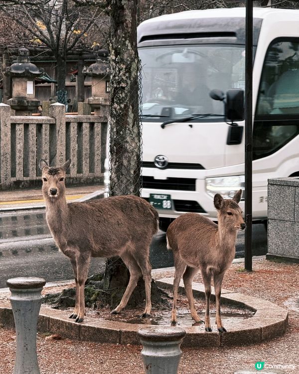 奈良小鹿攻略🦌必睇！