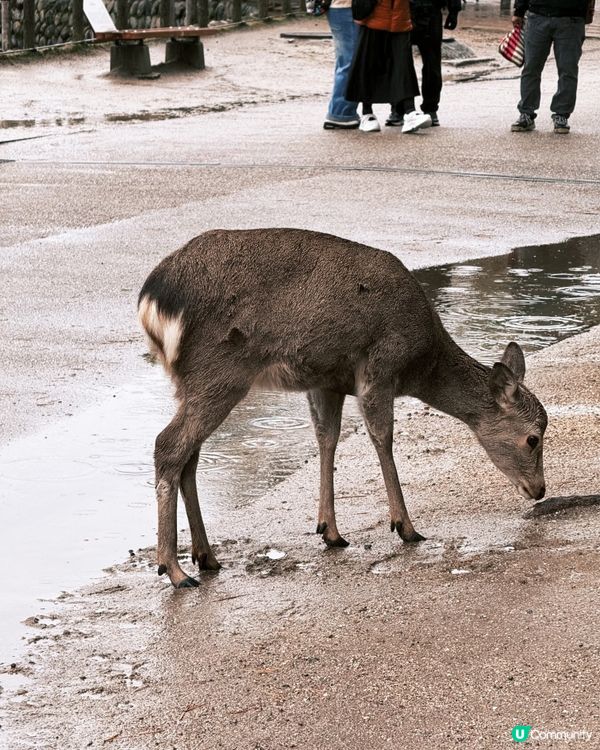 奈良小鹿攻略🦌必睇！