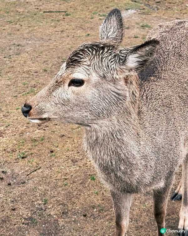 奈良小鹿攻略🦌必睇！