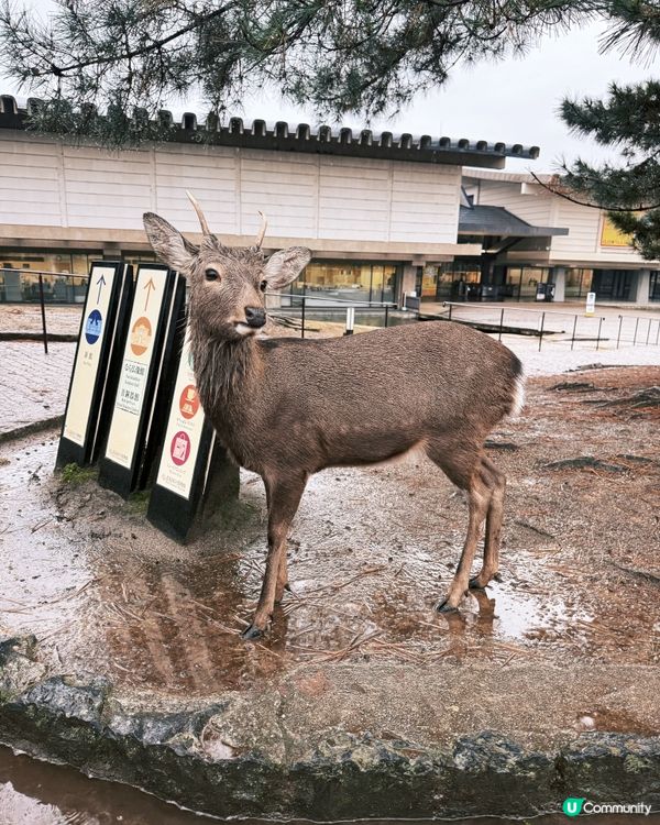 奈良小鹿攻略🦌必睇！