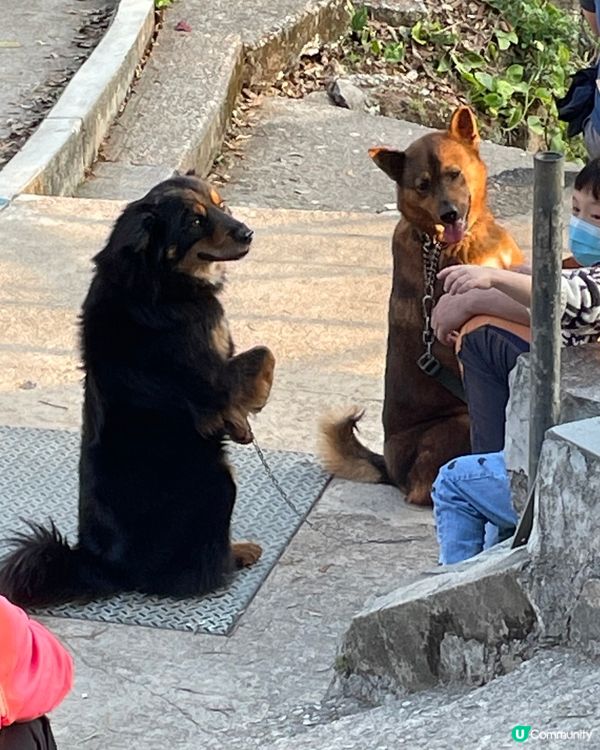 【冬季行山】貓仔山遊歷記