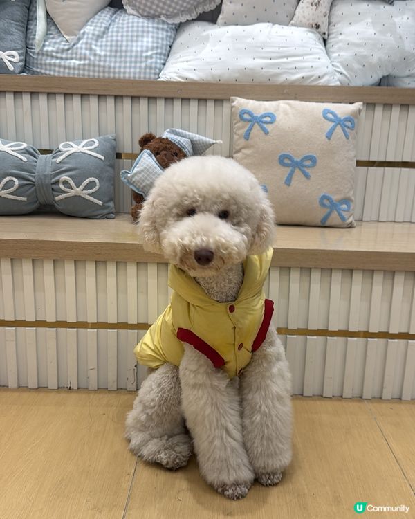 深圳南山區韓風cafe🐶