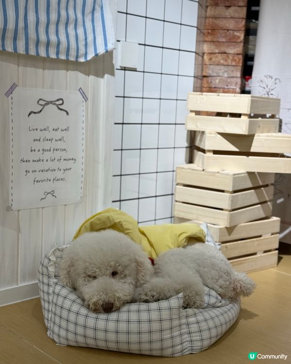 深圳南山區韓風cafe🐶