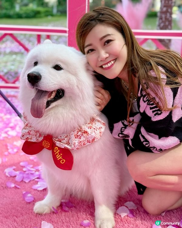 💖粉紅仙境～🌸漫天櫻花拍拖打卡聖地@北角匯❣️