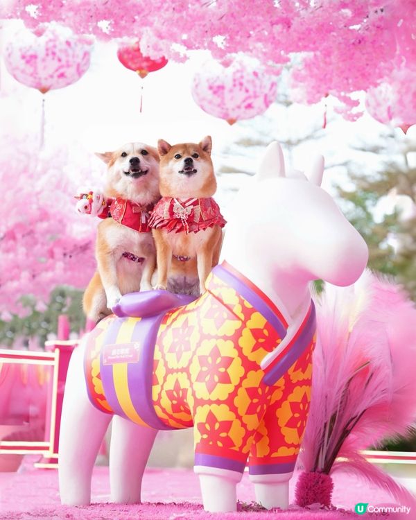 粉紅櫻花海🌸浪漫爆燈！