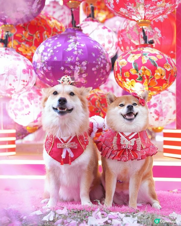 粉紅櫻花海🌸浪漫爆燈！