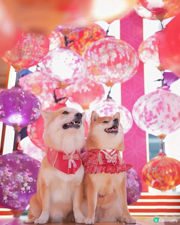 粉紅櫻花海🌸浪漫爆燈！