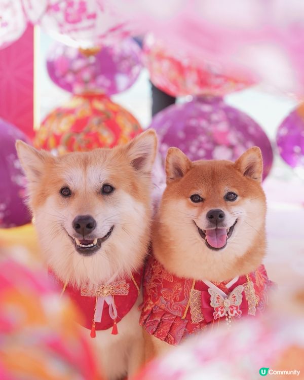 粉紅櫻花海🌸浪漫爆燈！