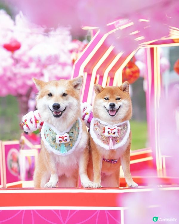 粉紅櫻花海🌸浪漫爆燈！