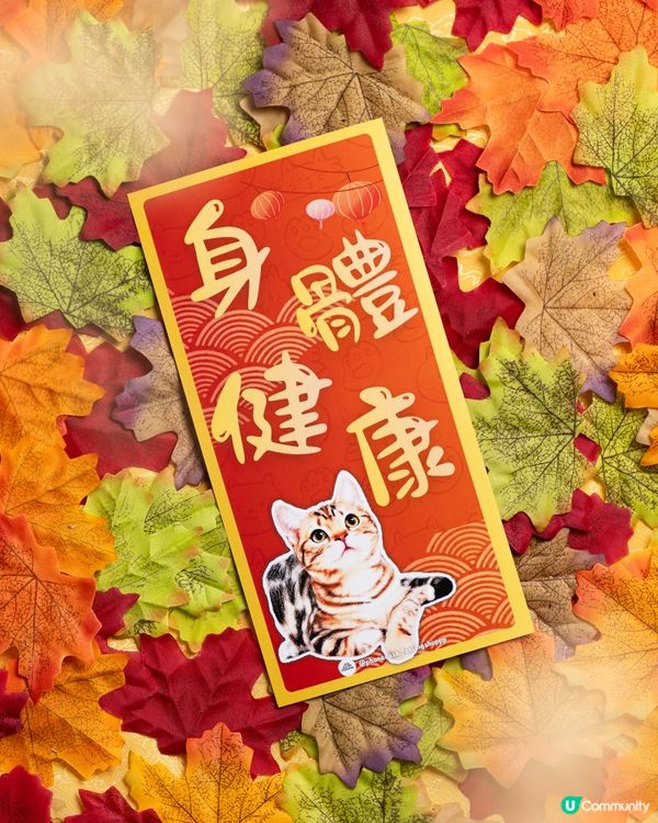 美國短毛貓㊗️你馬年身體健康､出入平安‼️