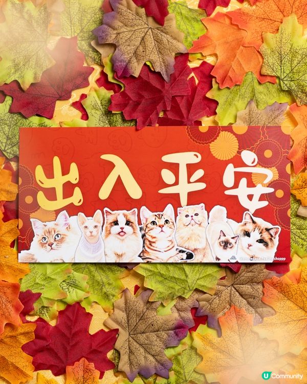 美國短毛貓㊗️你馬年身體健康､出入平安‼️