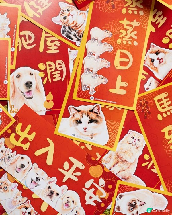 美國短毛貓㊗️你馬年身體健康､出入平安‼️