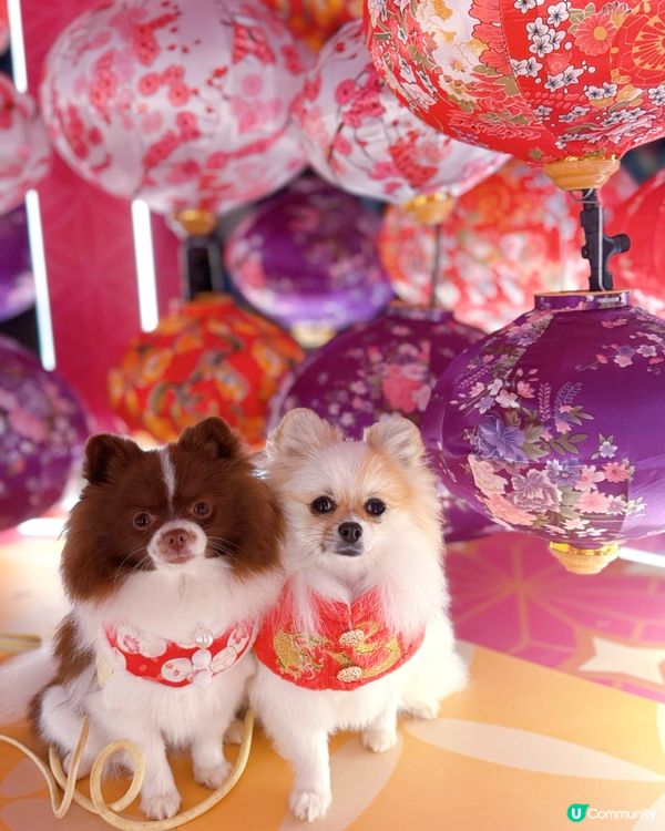 北角匯「花見春之園」必打卡！