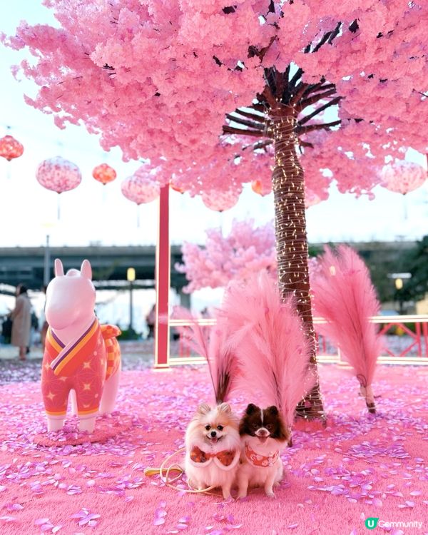 北角匯「花見春之園」必打卡！