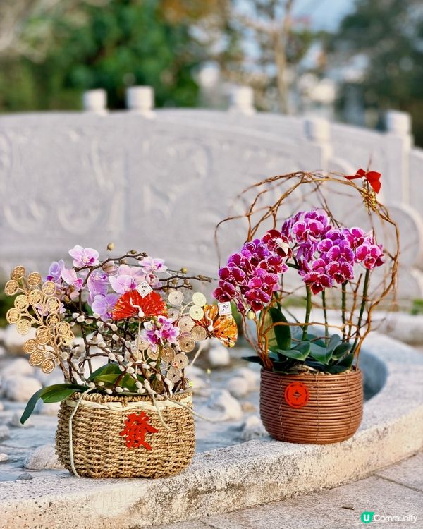 🌺 靚花專屬優惠