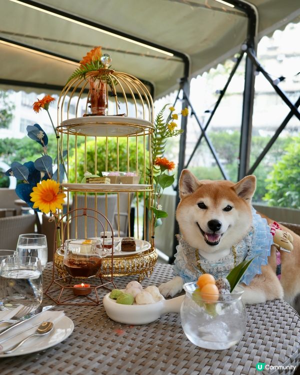 / 帶毛孩去酒店High Tea \ 