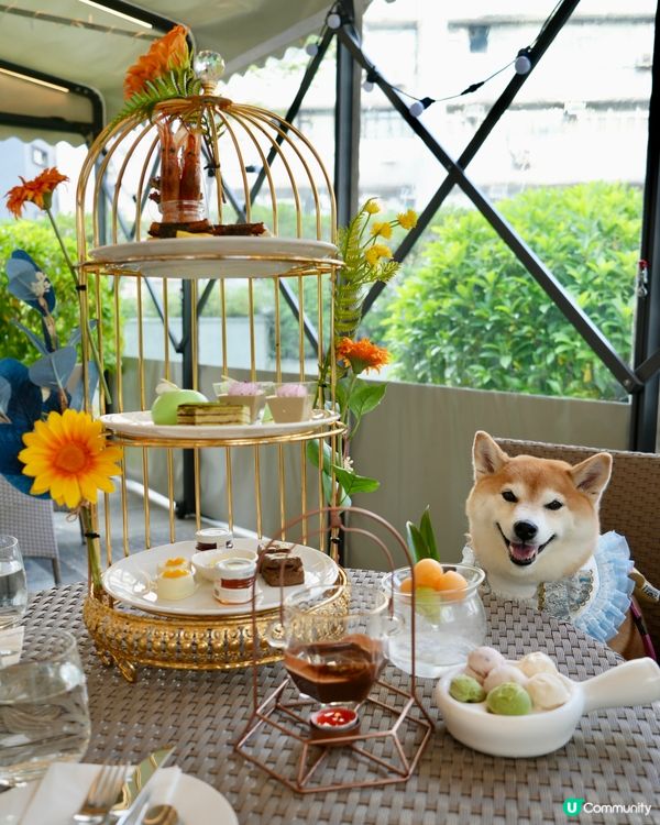 / 帶毛孩去酒店High Tea \ 