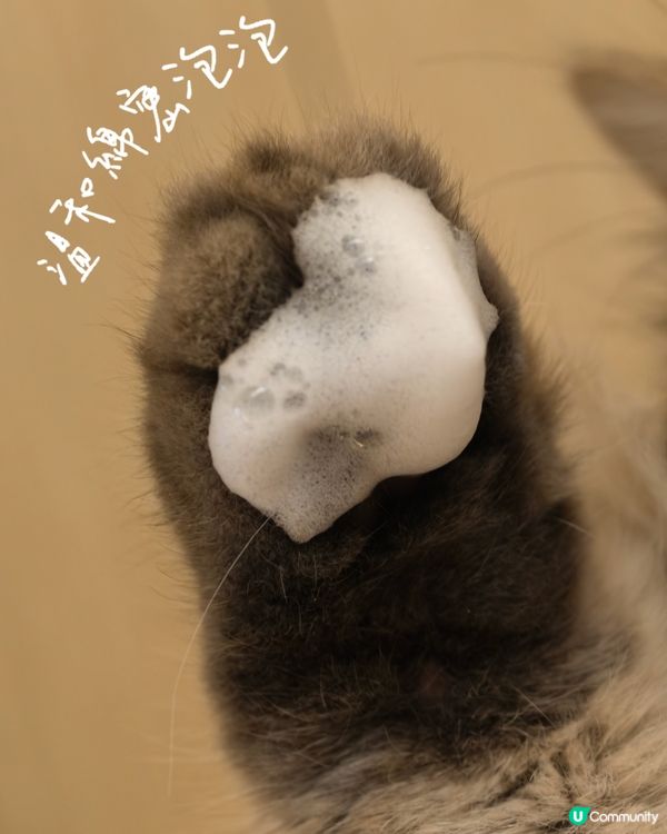 貓奴必備🩷！貓貓腳掌革命