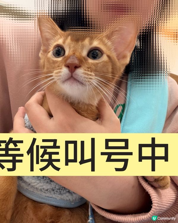 小貓第一次打疫苗