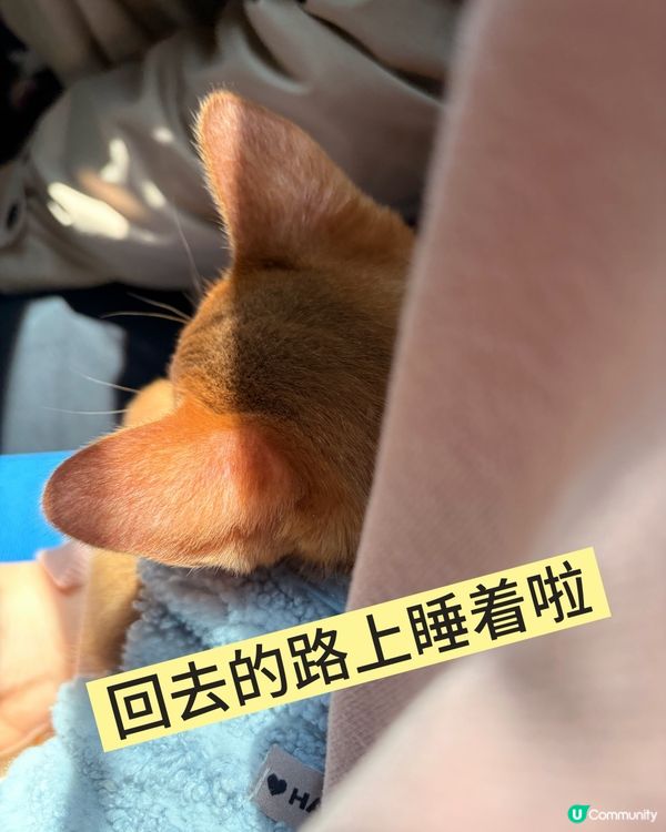小貓第一次打疫苗