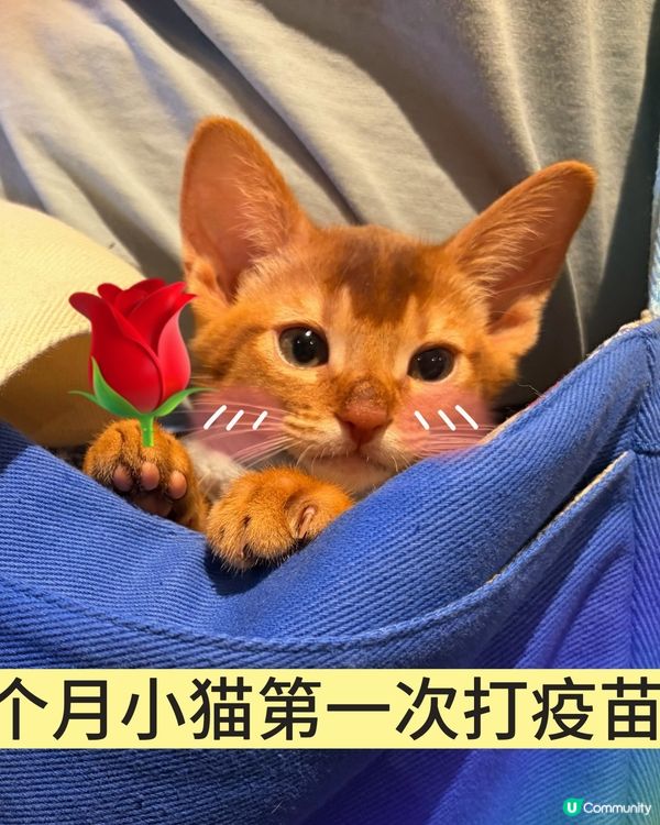 小貓第一次打疫苗