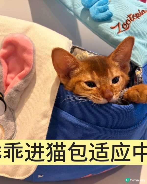 小貓第一次打疫苗