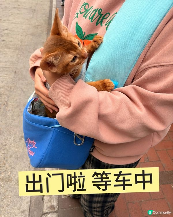 小貓第一次打疫苗