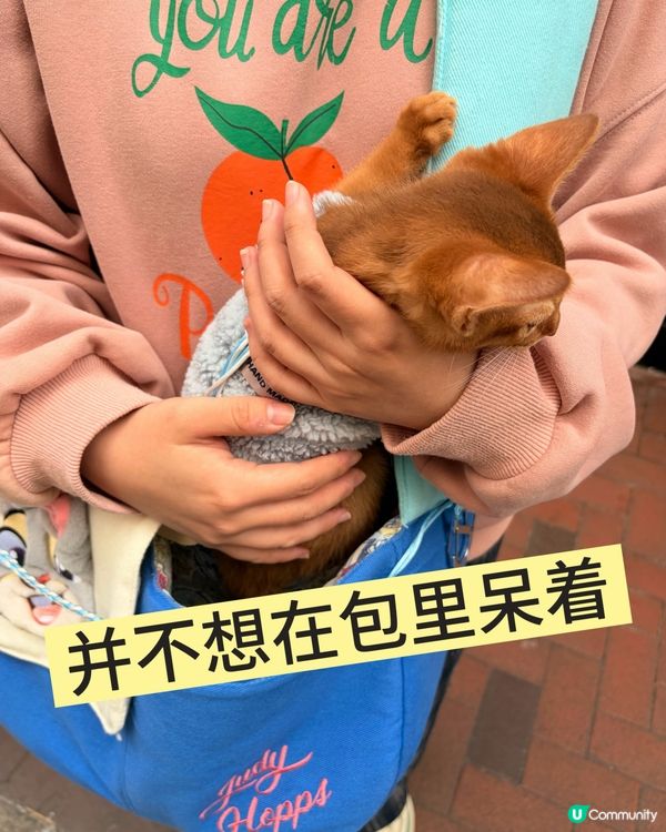 小貓第一次打疫苗
