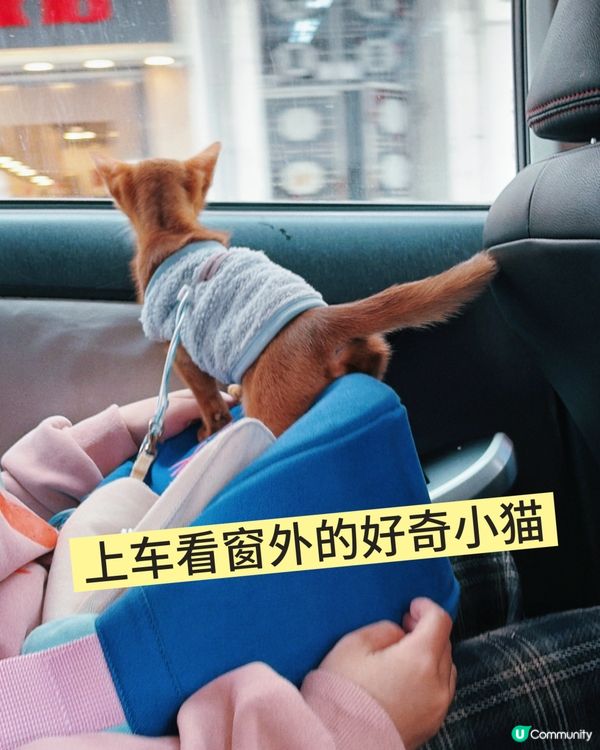 小貓第一次打疫苗