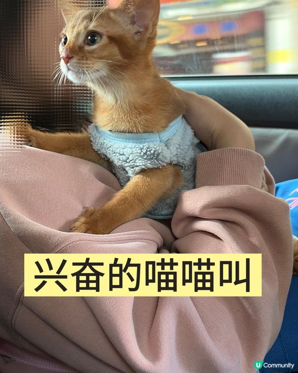 小貓第一次打疫苗