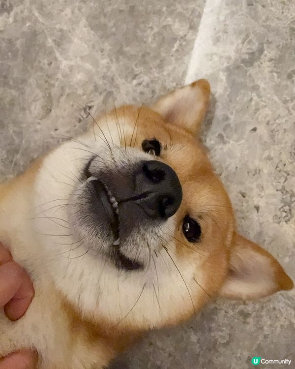 家有一柴，如有一寶🐶