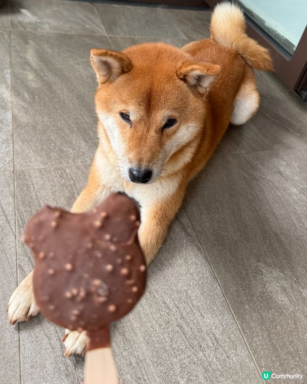 家有一柴，如有一寶🐶