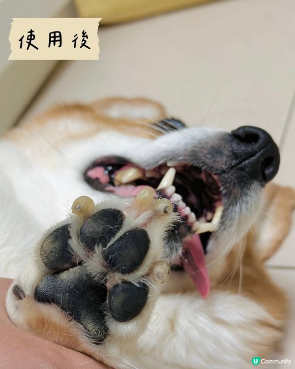 AQUA Pro+TECH PETCARE腳掌潔護SPA泡泡