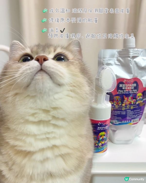 貓貓腳掌SPA！軟綿綿好舒服🐾