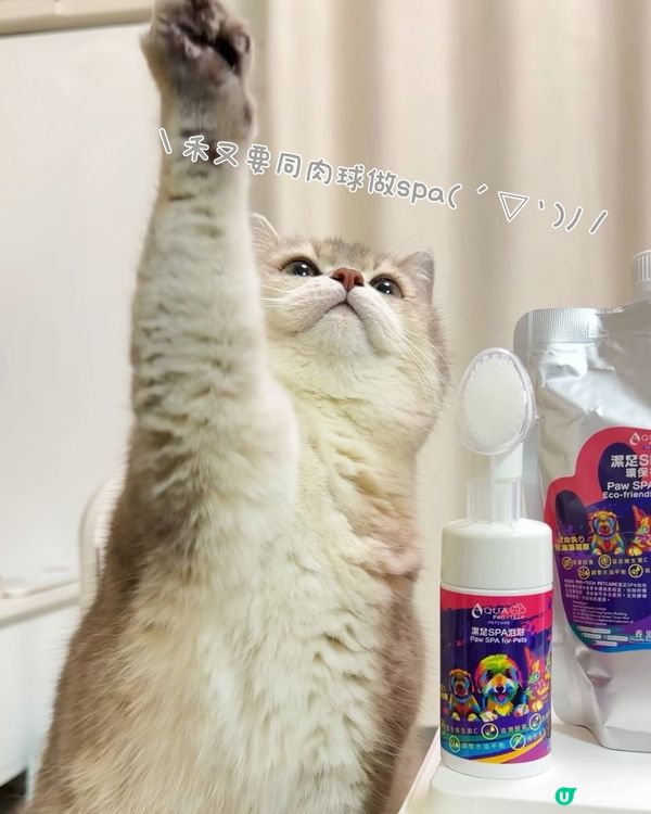 貓貓腳掌SPA！軟綿綿好舒服🐾