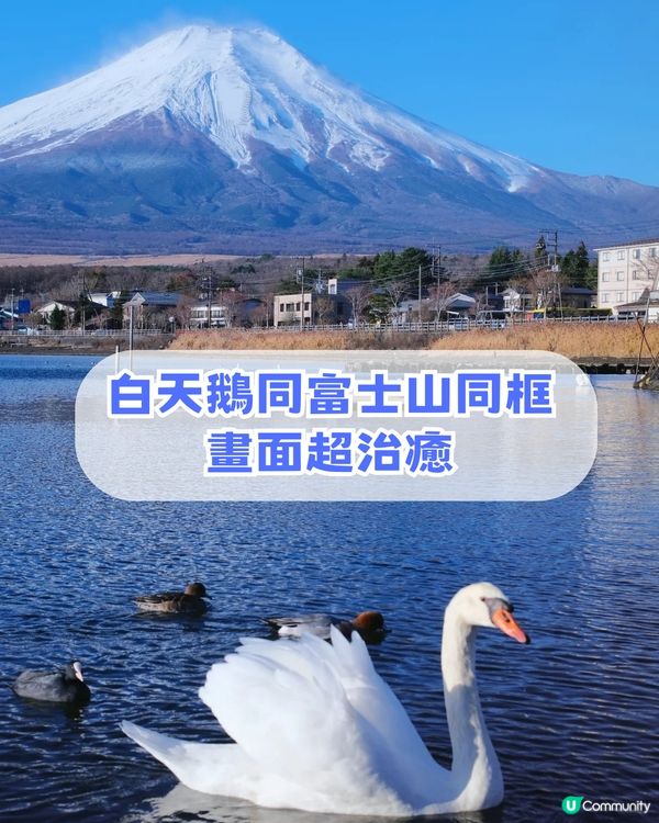 🌟日本富士山絕景一日游！重現芙莉蓮經典場景「蒼月草」花海🌸