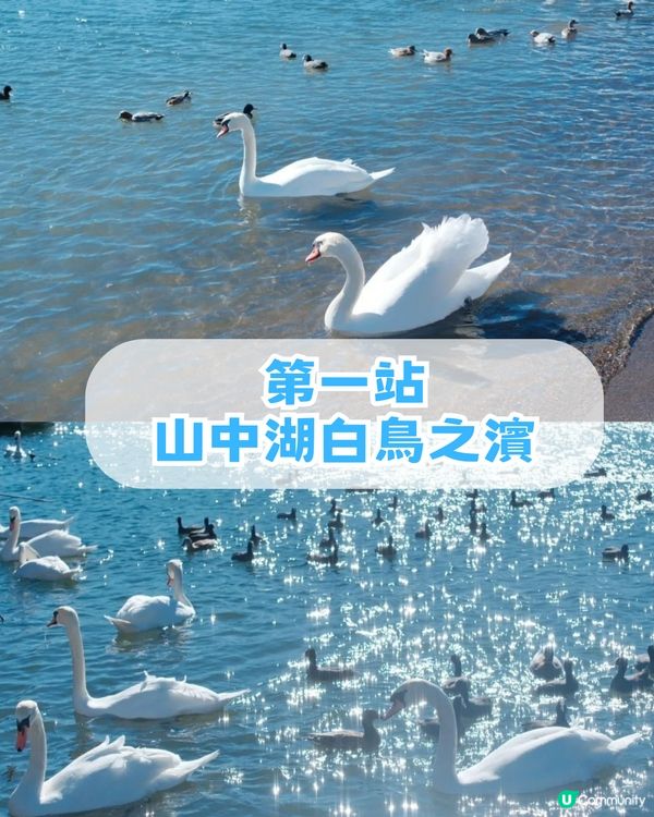 🌟日本富士山絕景一日游！重現芙莉蓮經典場景「蒼月草」花海🌸