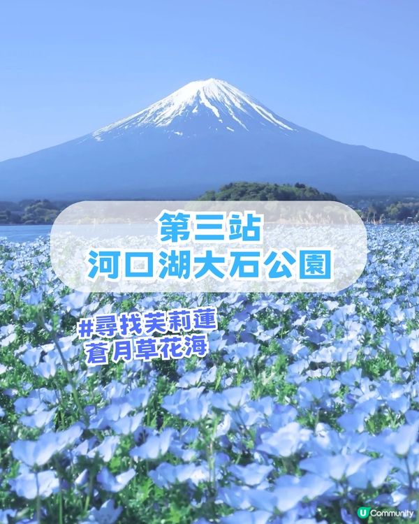 🌟日本富士山絕景一日游！重現芙莉蓮經典場景「蒼月草」花海🌸