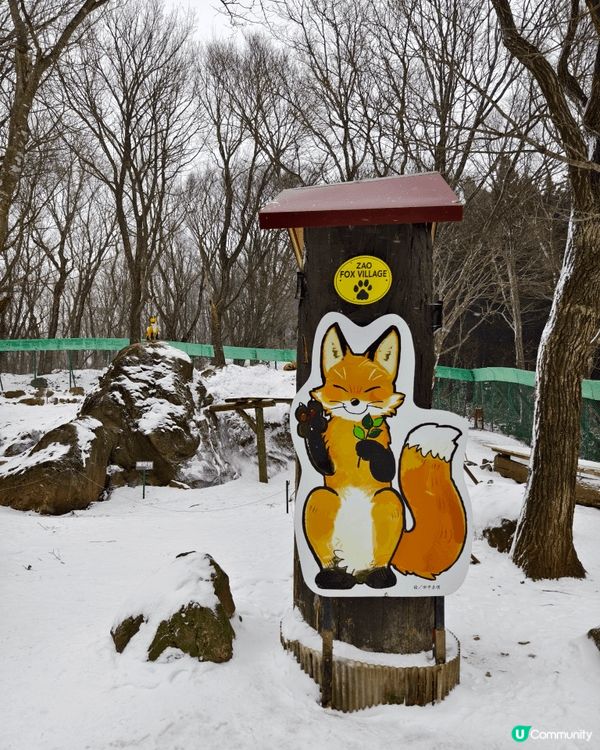 雪中的藏王狐狸村，能近距離親親野生狐狸，非常治愈，值得走一走...