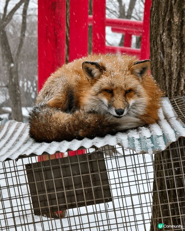 雪中的藏王狐狸村，能近距離親親野生狐狸，非常治愈，值得走一走...