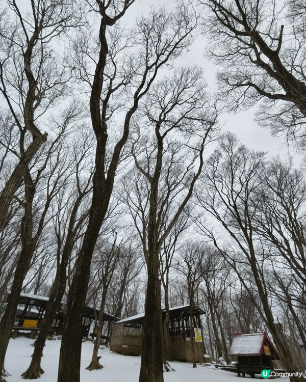 雪中的藏王狐狸村，能近距離親親野生狐狸，非常治愈，值得走一走...