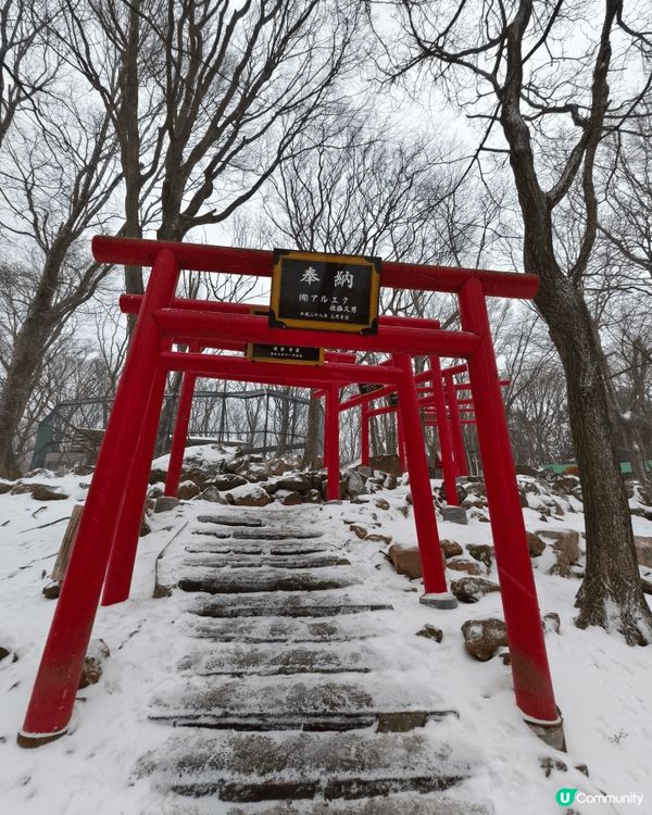雪中的藏王狐狸村，能近距離親親野生狐狸，非常治愈，值得走一走...