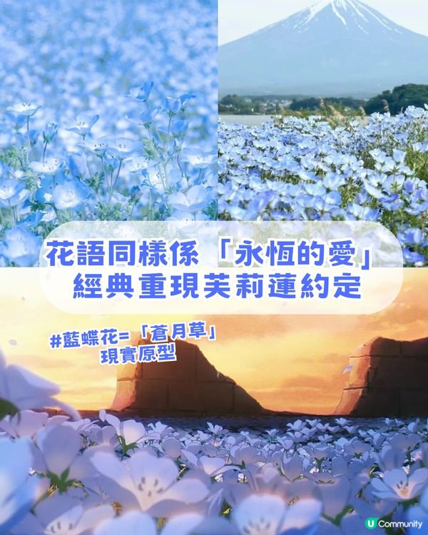 🌟日本富士山絕景一日游！重現芙莉蓮經典場景「蒼月草」花海🌸